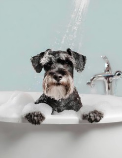 A dog is in a bathtub with bubbles. The dog is looking at the camera, AI generated