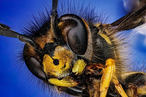 Macro photograph of a wasp with detailed facial features on a blue background, macro portrait of a