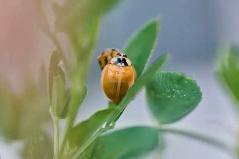 Close-up of a newly hatched ladybird (Coccinellidae) still without dots on a leaf, surrounded by