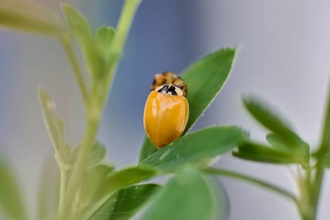 Ladybird (Coccinellidae) freshly hatched on a leaf with sharp focus, natural background, Wismar,