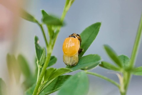 Macro photograph of a newly hatched ladybird (Coccinellidae) on a leaf drying its wings, natural