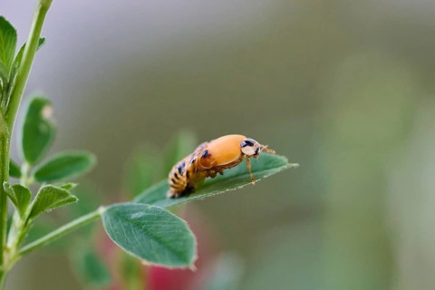 Ladybird larva (Coccinellidae) on a plant leaf, beetle hatching, macro photograph with natural