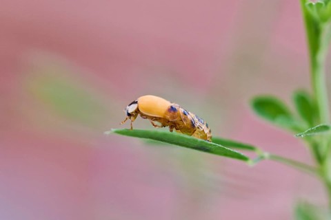 Ladybird larva (Coccinellidae) on a leaf in front of a light pink background, beetle almost fully