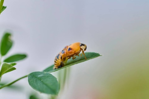 Macro photograph of a ladybird larva (Coccinellidae) on a green leaf in front of a blurred