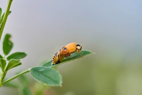 Macro photograph of a ladybird larva (Coccinellidae) on a green leaf in front of a blurred