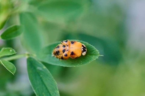 Macro photograph of a ladybird larva (Coccinellidae) on a leaf, beetle beginning to hatch,