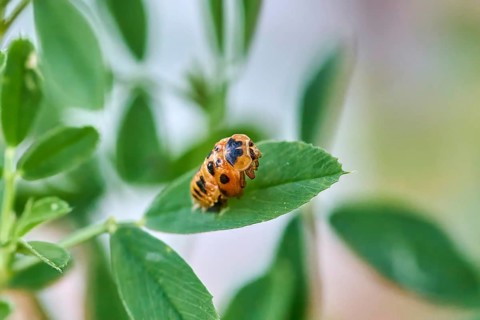 Ladybird larva (Coccinellidae) on a green leaf, beginning of hatching, close-up with clear focus on