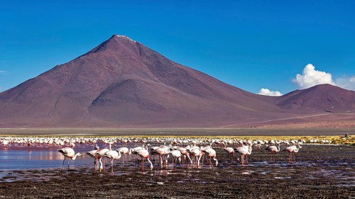Flamingos stand in front of majestic mountains in shallow water, the James flamingos in the Laguna