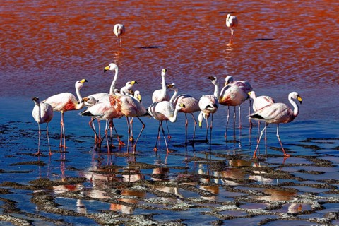 Group of flamingos standing together at a body of water, The James flamingos in the Laguna Colorada