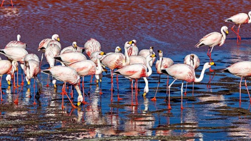 Flamingos gather in a shallow body of water under a blue sky, The James flamingos in the Laguna