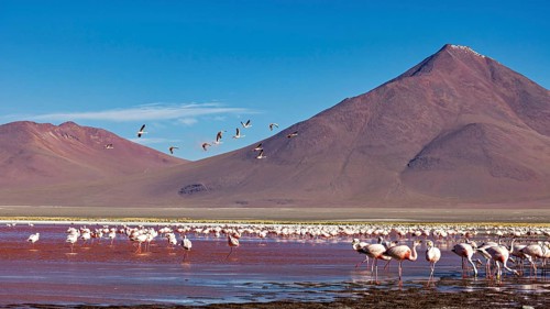 Flamingos and birds flying against a mountain backdrop in a vast landscape, the James flamingos in