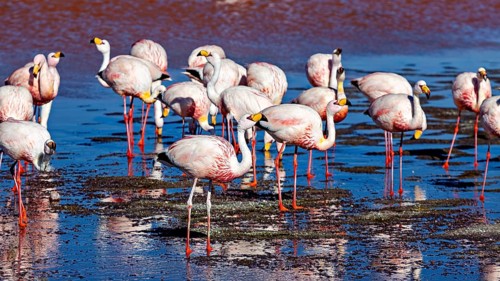 Flamingos standing in the water with red reflections of the surroundings, The James flamingos in
