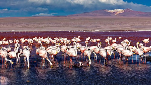 Flamingos standing in the water with a mountain backdrop under a dramatic sky, The James flamingos