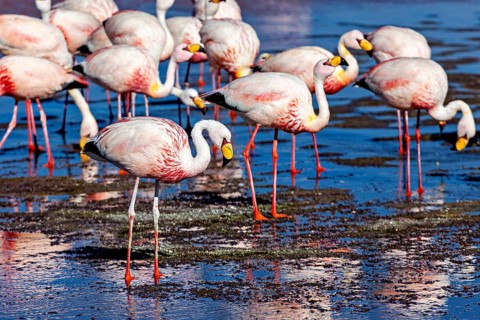 Group of flamingos standing in shallow water under a blue sky, The James flamingos in the Laguna