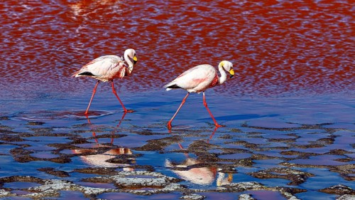 Two flamingos walk in the shallow water and are reflected in it, The James flamingos in the Laguna