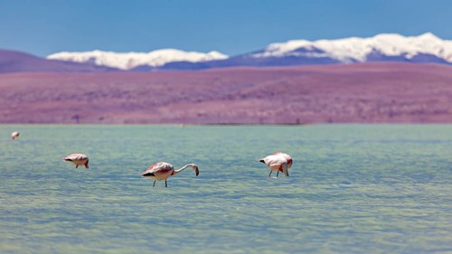 Flamingos nibbling in the calm water with snow-capped mountains in the background, The James