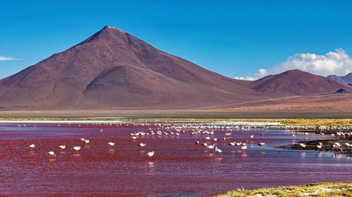 A row of flamingos in a red lagoon in front of an impressive volcano, The James flamingos in the