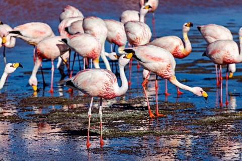 Large numbers of flamingos standing and reflected in the water, the James flamingos in the Laguna