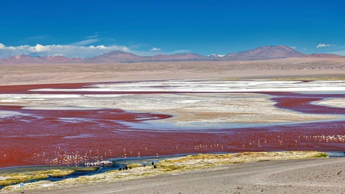A vast landscape with a red lagoon and flamingos under a clear sky and mountain backdrop, the James