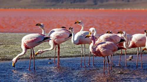 Flamingos stand on the shore of a red lagoon and look at the reflecting water, The James flamingos