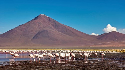 Flamingos in large numbers in front of picturesque mountains and sky, the James flamingos in the