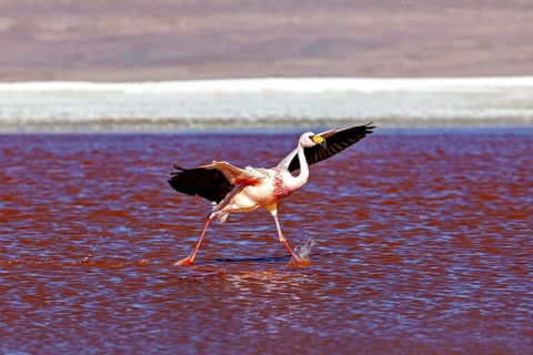 A flamingo strides across the red water of the lake, lifting its wings with every step, The James