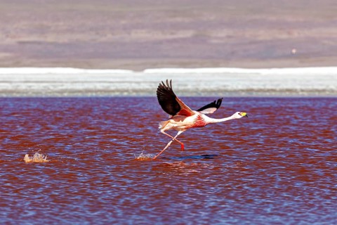 A flamingo flies over a red lake, its wings raised in the air, The James flamingos in the Laguna