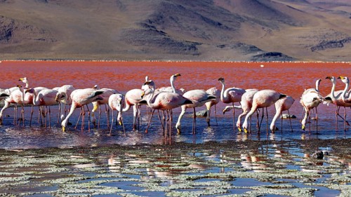 A group of flamingos in the calm waters of a red lagoon with mountains in the background, The James