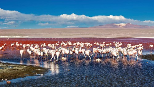Flamingos stand in the calm waters of a red lagoon under a blue sky, The James flamingos in the