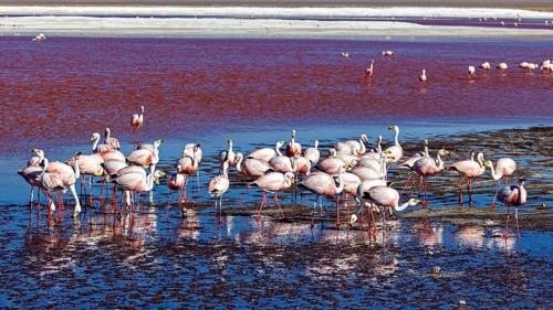 Flamingos resting in the reflecting waters of a lagoon in the middle of a desert landscape, The