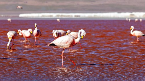 A single flamingo crosses the red water at sunset and is reflected in it, The James flamingos in