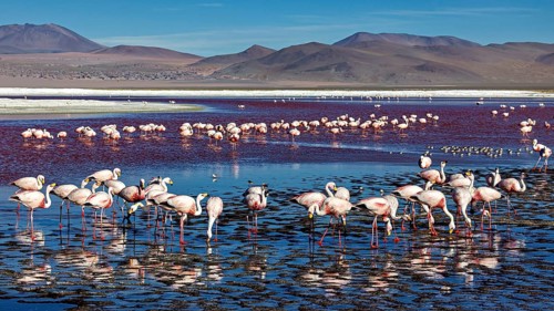 Group of flamingos in the shallow lake with reflecting water and wide sky, The James flamingos in