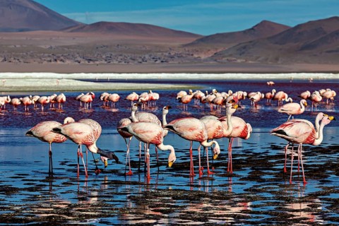 Flamingos resting in still water with a view of distant mountains, The James flamingos in the