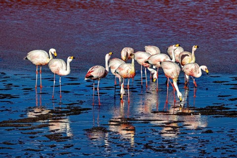 Flamingos in the red reflecting water with strong reflection, The James flamingos in the Laguna