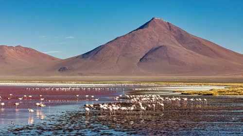 Flamingos in the red water in front of a large volcano, clear blue sky, The James flamingos in the