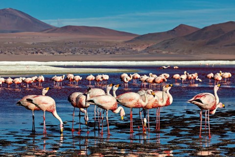 Flamingos in the water with mountains in the background and blue sky, The James flamingos in the