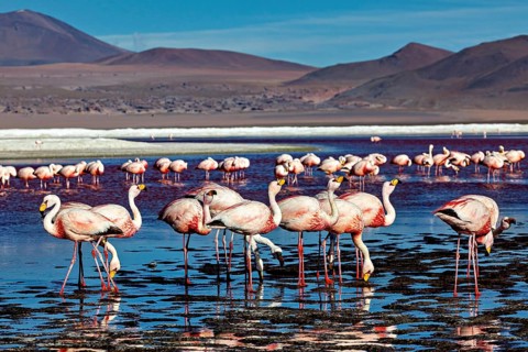 A harmonious scene of flamingos in the water against a mountain backdrop, the James flamingos in