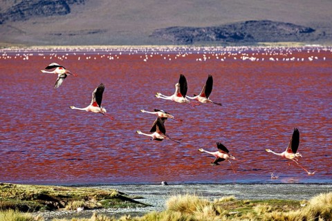 Flying flamingos over a red lake with a mountainous landscape in the background, the James