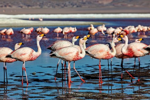 Close-up of a group of flamingos in shallow water, The James flamingos in the Laguna Colorada in