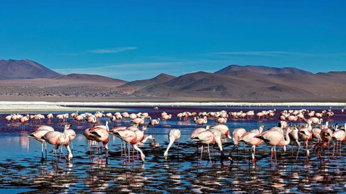 Flamingos standing in large numbers in the water of a high Andean lake, surrounded by mountain