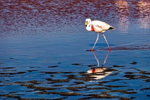 A flamingo walks across the water, its reflection is clear, The James flamingos in the Laguna