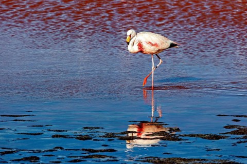 A single flamingo walks in the water, its reflection is visible, The James flamingos in the Laguna