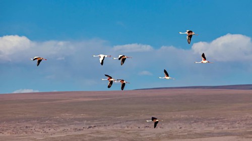 Several flamingos flying high in the blue sky over a wide landscape, the James flamingos in the