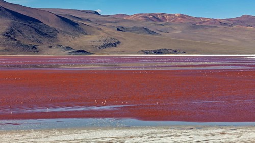 A red lake in a desert landscape with mountains in the background and flamingos in the water, the