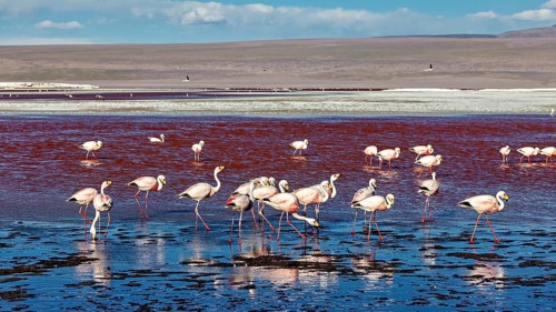 Group of flamingos in a large red water area with blue sky, The James flamingos in the Laguna