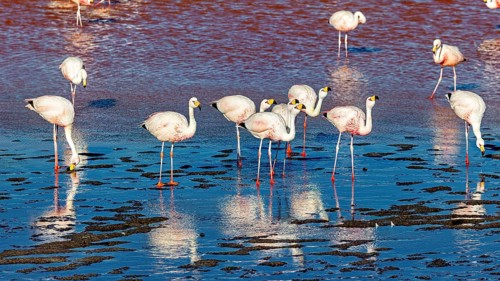 Flamingos standing in the water with red and blue shimmering reflection, The James flamingos in the