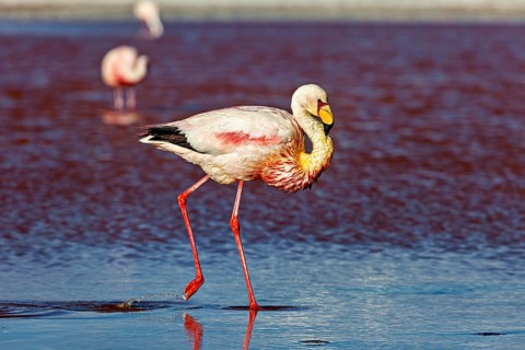 Close-up of a flamingo, standing in shallow water, the background blurred, The James flamingos in