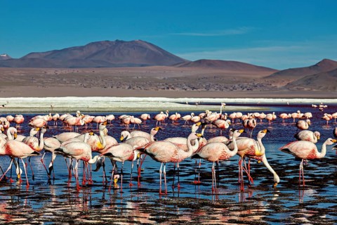 A wide panorama shows a large flock of flamingos in shallow water, surrounded by mountains, The