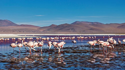 Flamingos in the water with a wide horizon and clear sky, The James flamingos in the Laguna