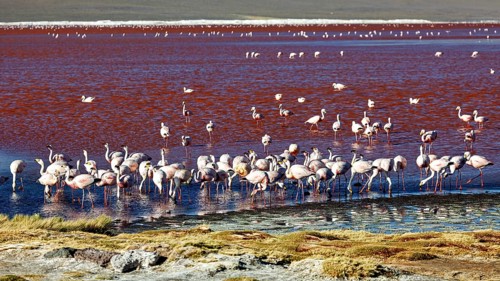 Large flock of flamingos on the shore of a red lake with green vegetation, the James flamingos in